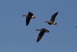 Greater White-fronted Geese