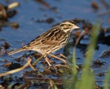 Savannah Sparrow