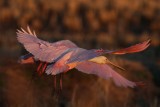 Roseate Spoonbill