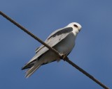 White-tailed Kite