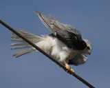 White-tailed Kite