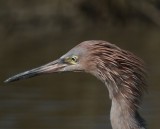 Reddish Egret