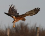 Northern Harrier