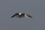 White-tailed Kite