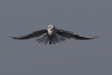 White-tailed Kite