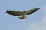 white-tailed Hawk