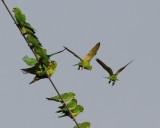 Green Parakeet