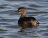 Least Grebe