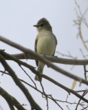 Northern Beardless Tyranulet