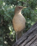 Clay colored thrush