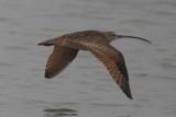 Long-billed Curlew