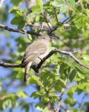 Northern Beardless Tyranulet