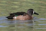 Blue-winged Teal