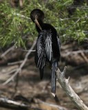 Anhinga