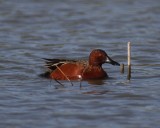 Cinnamon Teal