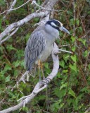 Yellow-corwned Night-heron