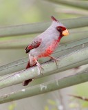 Pyrrhuloxia