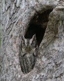 Eastern Screech-owl