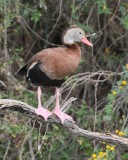 Black-bellied Tree-ducks