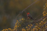 Vermilion Flycatcher