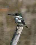 Green Kingfisher