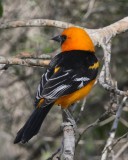 Altamiras Oriole