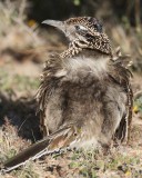 Greater Roadrunner