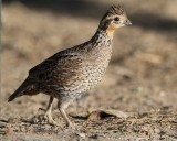 Northern Bobwhite