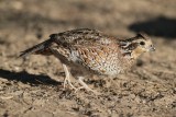 Northern Bobwhite