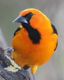 Altamiras Oriole