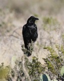 Chihuahuan Raven