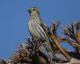 Pine Siskin