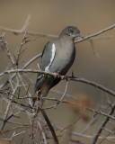 White-winged Dove