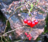 Berries In November