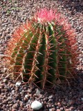 Cactus With Red Spines