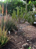 Various Cacti, Aloe Vera (left)