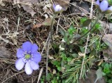 Hepatica nobilis