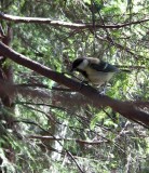 Little Bird, Seurasaari