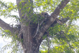 Red-shouldered Hawk in a nest