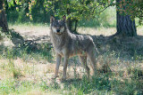 The wolf on a summer day / Ulven en sommerdag