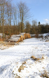 Winter in the wood / Vinter i skoven