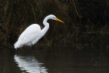White egret at the delta ponds