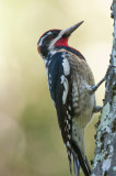 Red-naped Sapsucker
