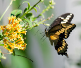 Giant Swallowtail