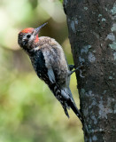 Yellow-bellied Sapsucker