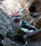 Yellow-bellied Sapsucker