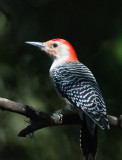 Red-bellied Woodpecker