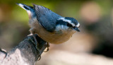 Red-breasted Nuthatch