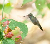 Broad-Billed Hummingbird