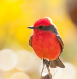 Vermillion Flycatcher
